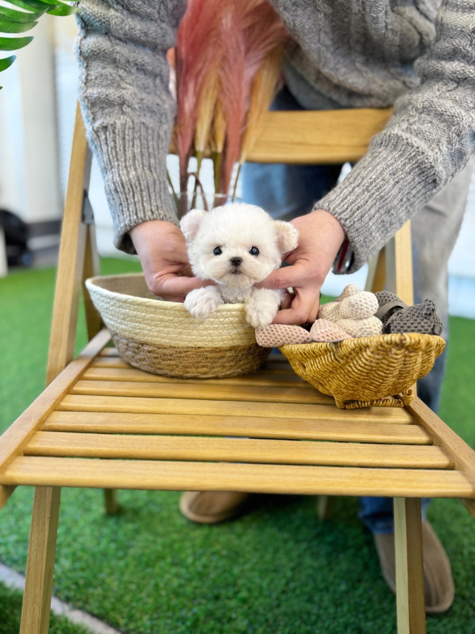 Bichon Frise - Louie(Female) - Beautiful puppy teacup puppy with adorable features available for adoption from Velydog