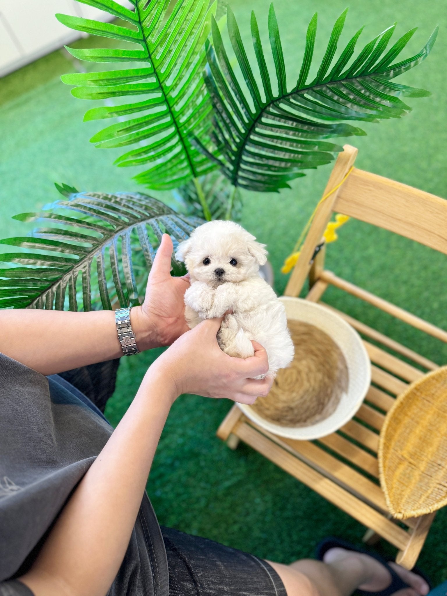 Bichon Frise - Loxie(Female) - Beautiful puppy teacup puppy with adorable features available for adoption from Velydog