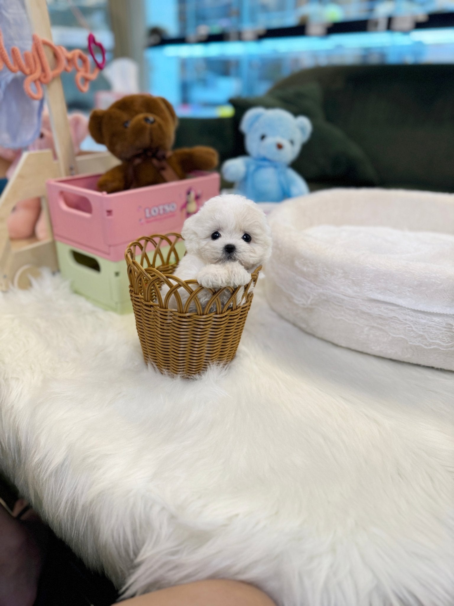 Bichon Frise - Loxie(Female) - Beautiful puppy teacup puppy with adorable features available for adoption from Velydog