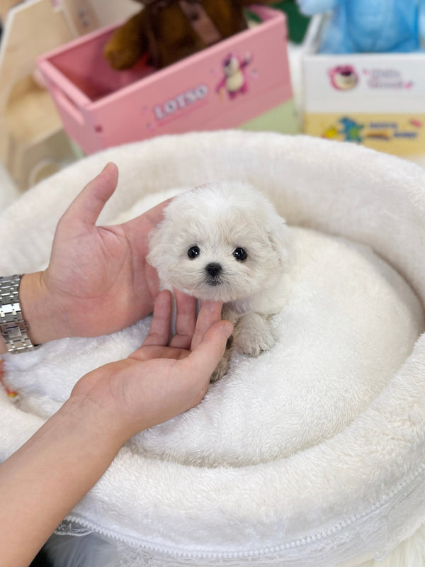 Bichon Frise - Loxie(Female) - Beautiful puppy teacup puppy with adorable features available for adoption from Velydog