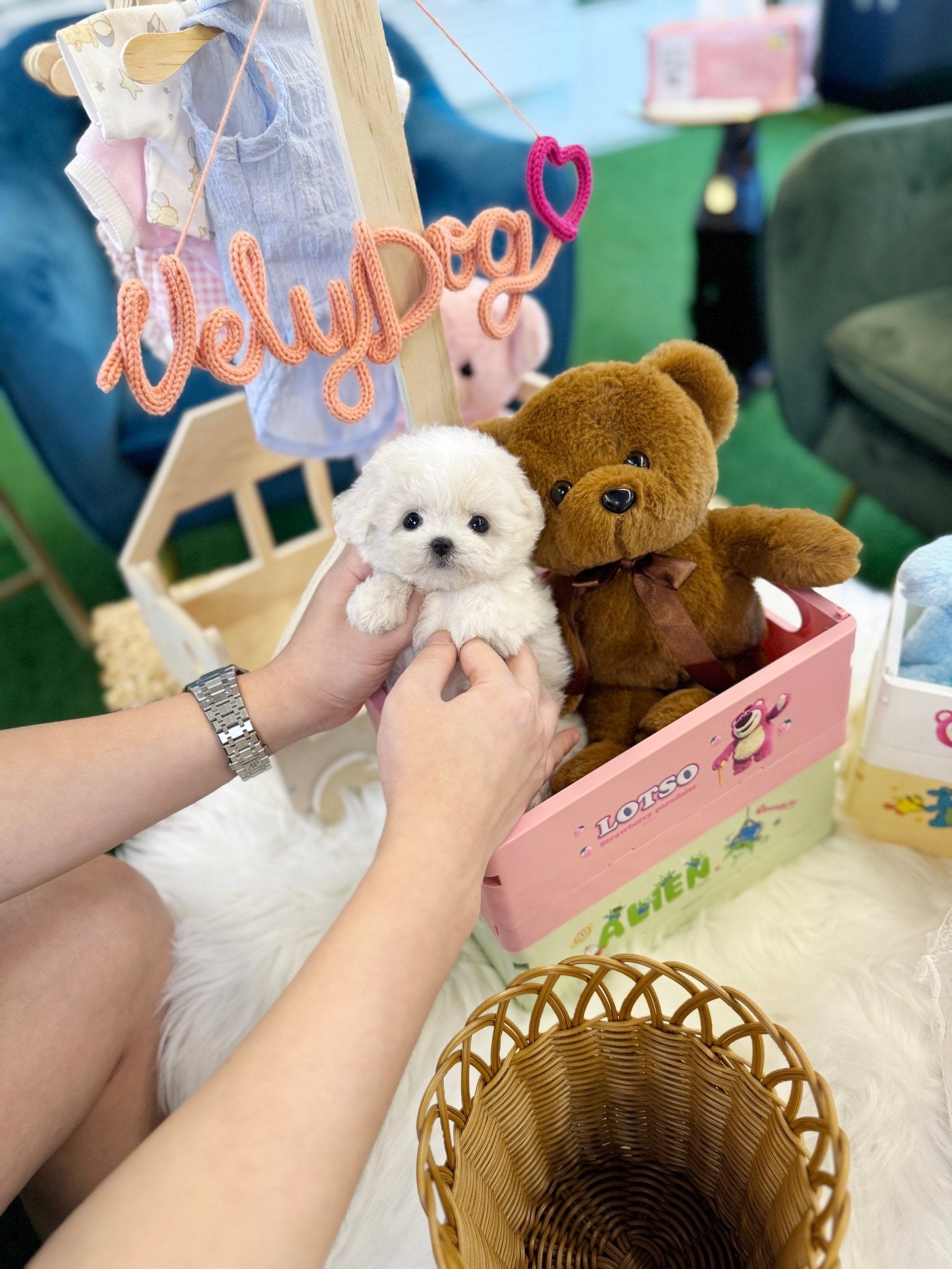 Bichon Frise - Loxie(Female) - Beautiful puppy teacup puppy with adorable features available for adoption from Velydog
