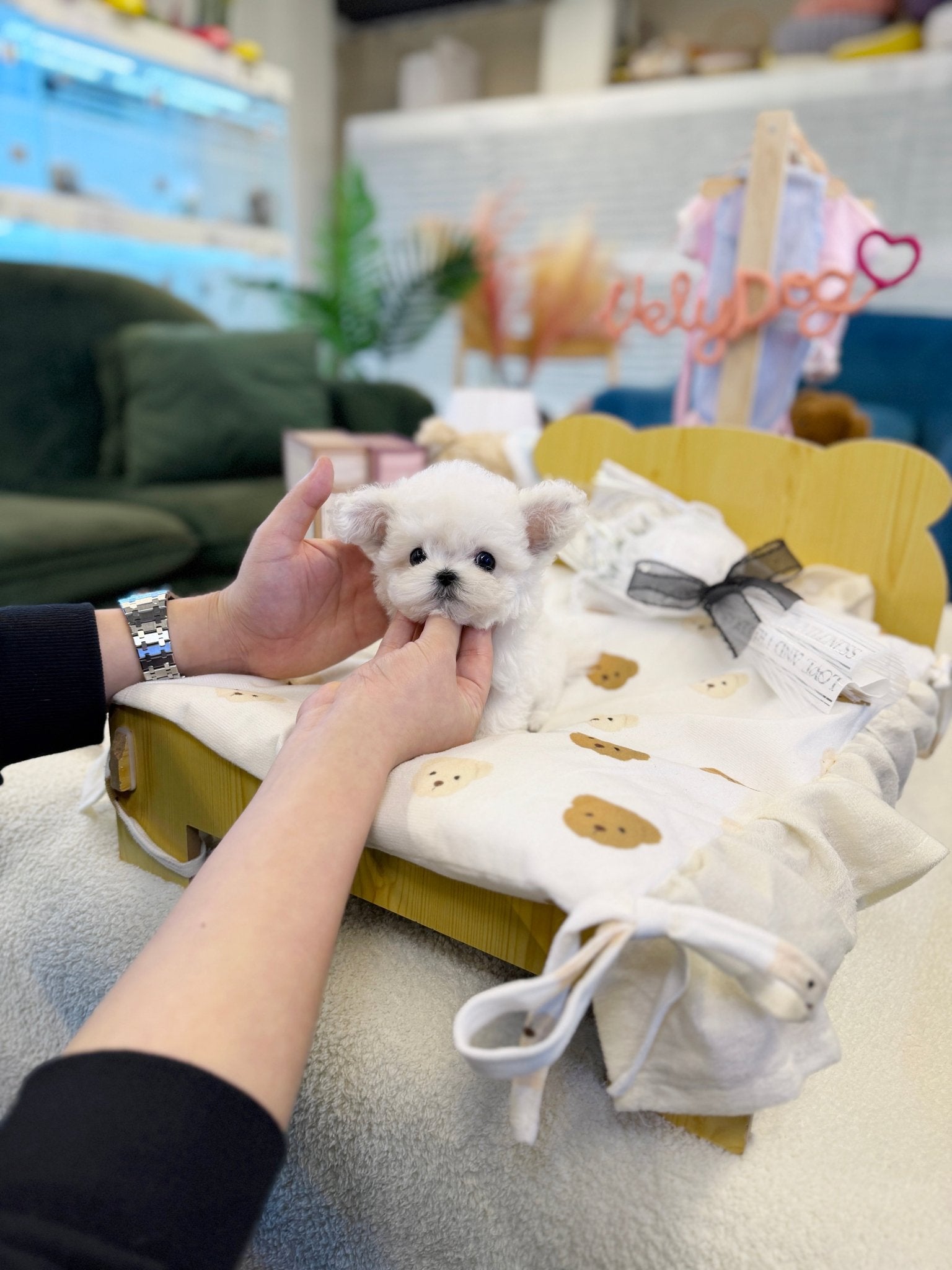 Bichon Frise - Marsh(Female) - Beautiful puppy teacup puppy with adorable features available for adoption from Velydog