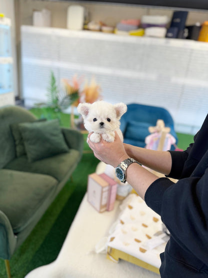 Bichon Frise - Marsh(Female) - Beautiful puppy teacup puppy with adorable features available for adoption from Velydog