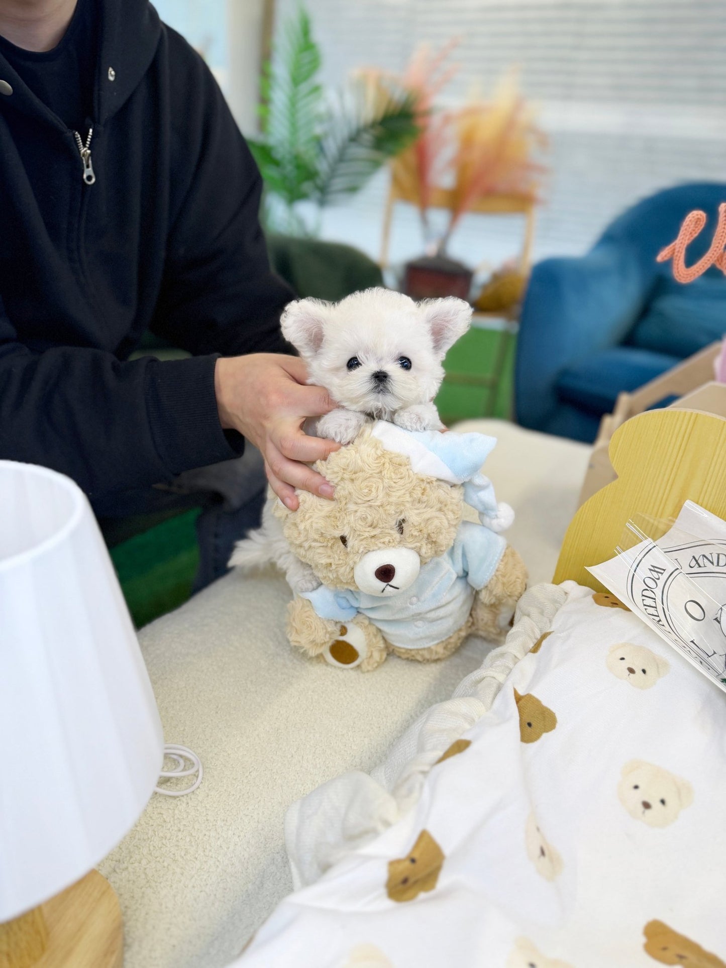 Bichon Frise - Marsh(Female) - Beautiful puppy teacup puppy with adorable features available for adoption from Velydog