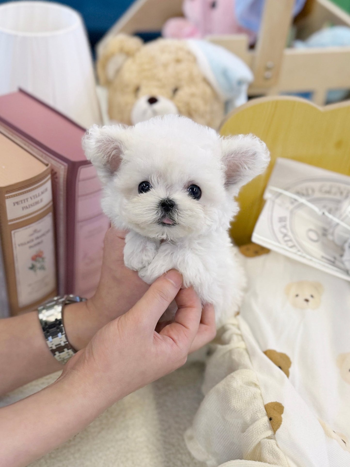 Bichon Frise - Marsh(Female) - Beautiful puppy teacup puppy with adorable features available for adoption from Velydog
