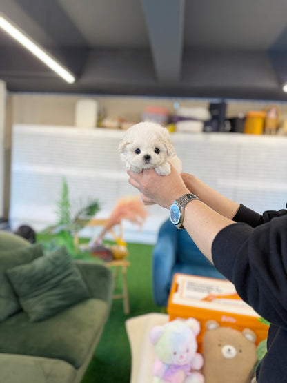 Bichon Frise - Mayo(Male) - Beautiful puppy teacup puppy with adorable features available for adoption from Velydog