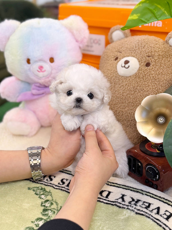 Bichon Frise - Mayo(Male) - Beautiful puppy teacup puppy with adorable features available for adoption from Velydog
