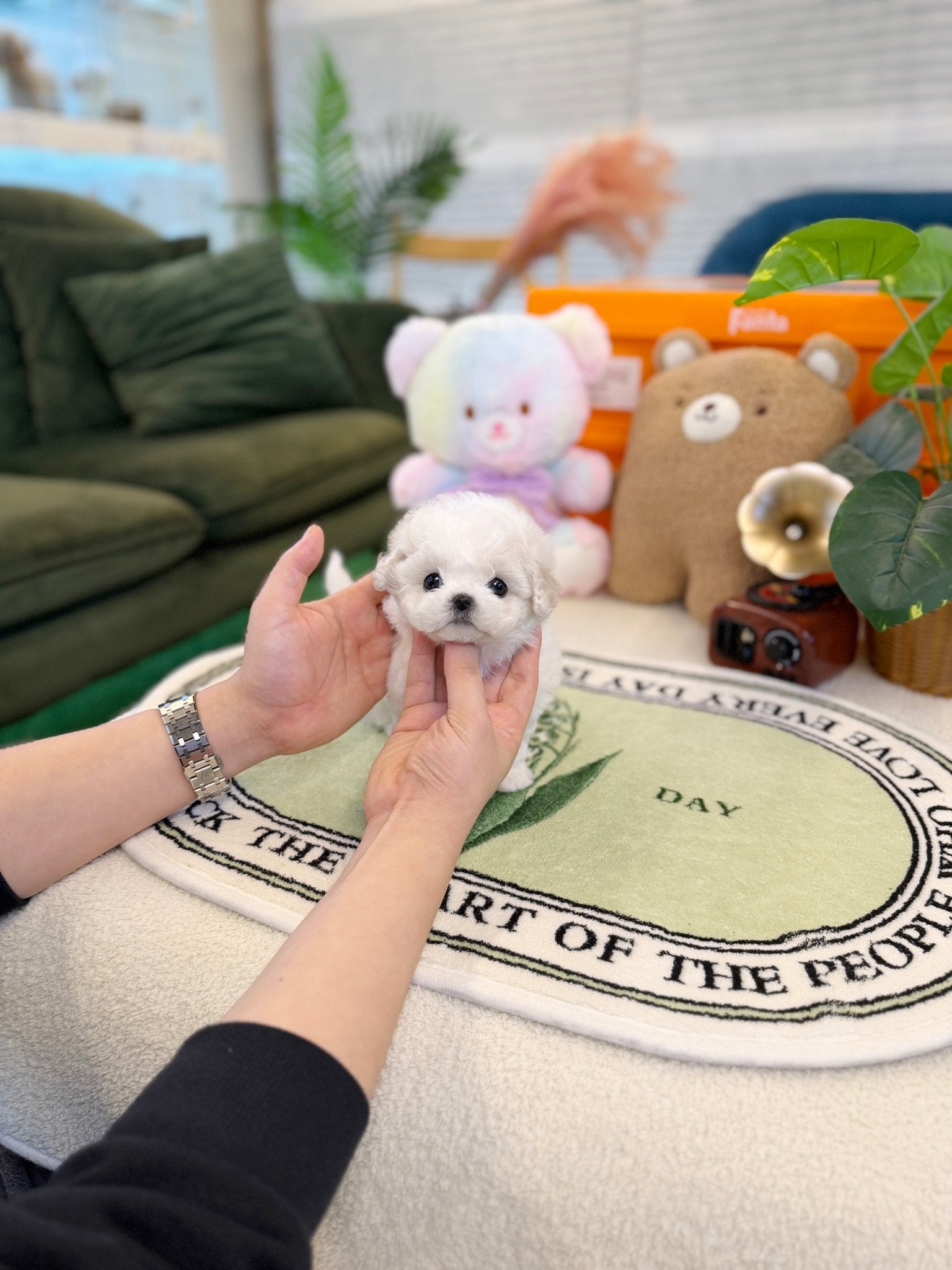 Bichon Frise - Mayo(Male) - Beautiful puppy teacup puppy with adorable features available for adoption from Velydog
