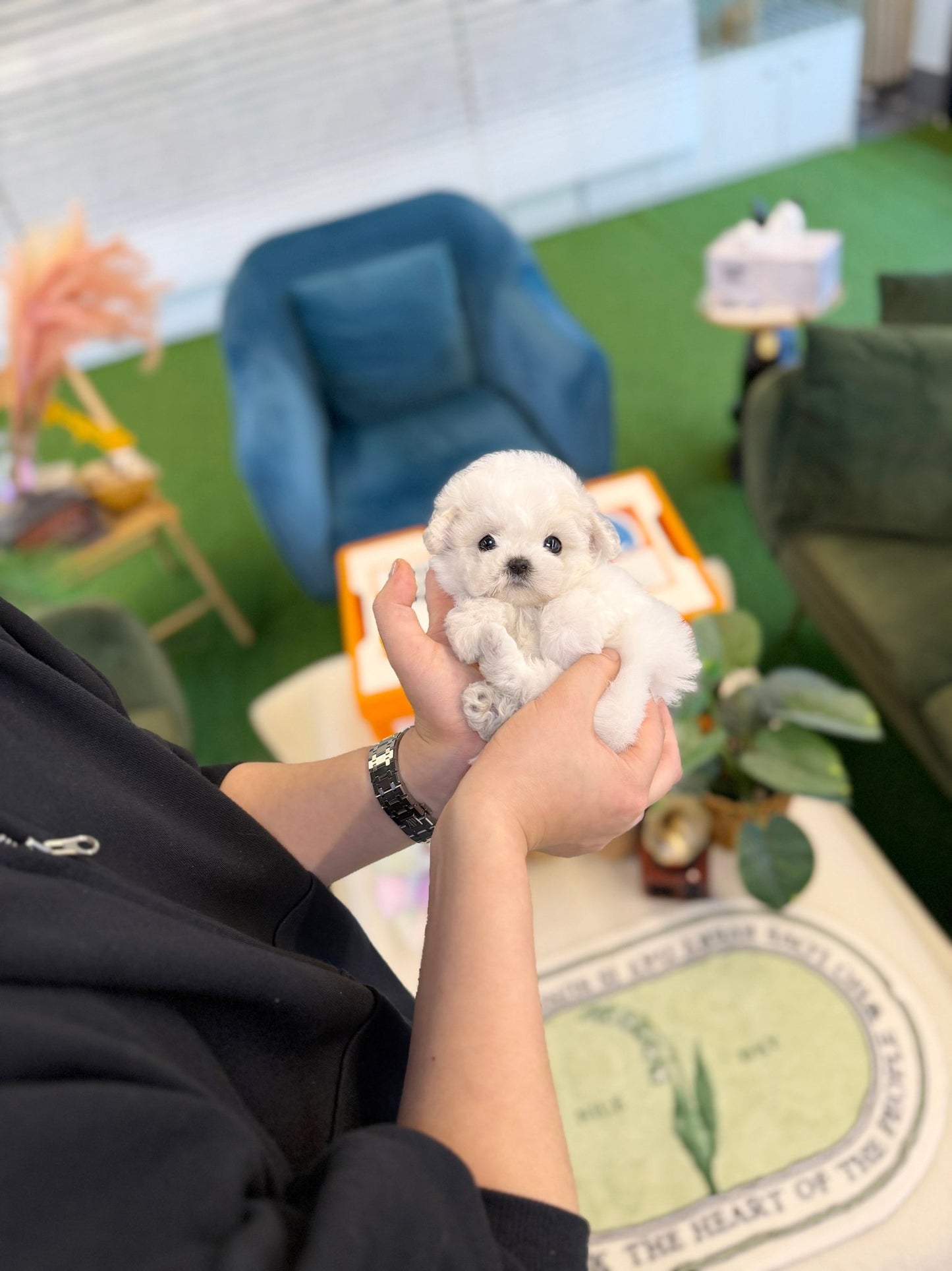 Bichon Frise - Mayo(Male) - Beautiful puppy teacup puppy with adorable features available for adoption from Velydog
