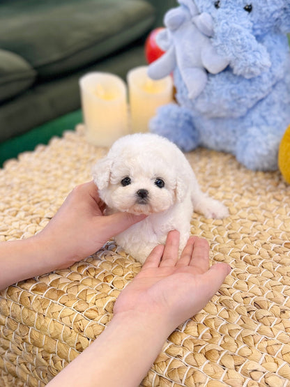 Bichon Frise - Mickey(Male) - Beautiful puppy teacup puppy with adorable features available for adoption from Velydog