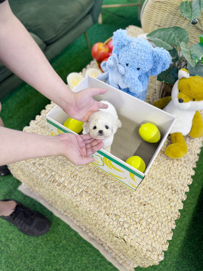 Bichon Frise - Mickey(Male) - Beautiful puppy teacup puppy with adorable features available for adoption from Velydog