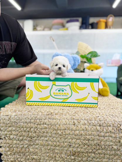 Bichon Frise - Mickey(Male) - Beautiful puppy teacup puppy with adorable features available for adoption from Velydog
