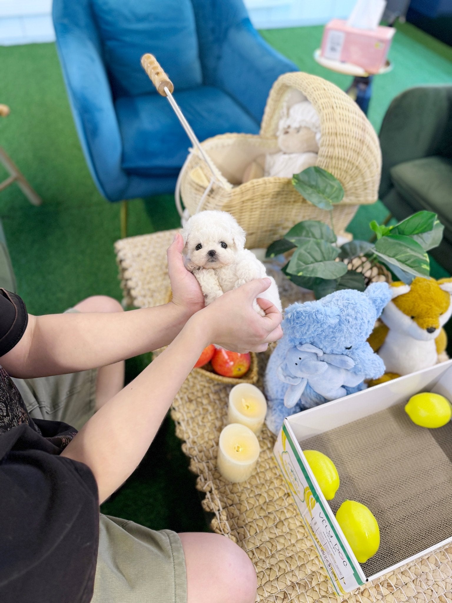 Bichon Frise - Mickey(Male) - Beautiful puppy teacup puppy with adorable features available for adoption from Velydog