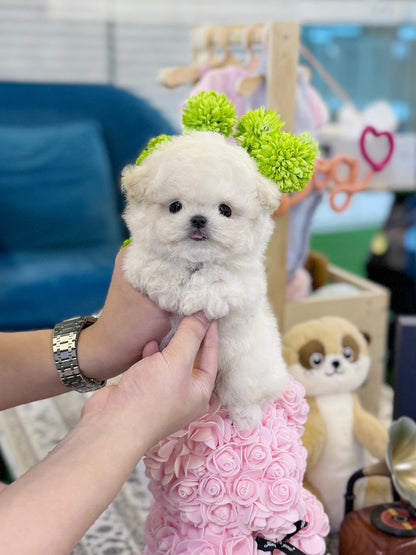 Bichon Frise - Tomy(Female) - Beautiful puppy teacup puppy with adorable features available for adoption from Velydog