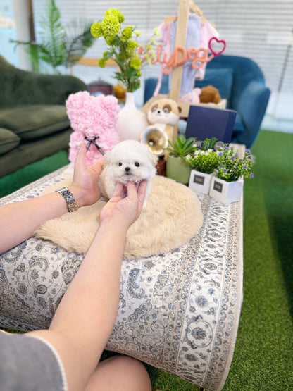 Bichon Frise - Tomy(Female) - Beautiful puppy teacup puppy with adorable features available for adoption from Velydog