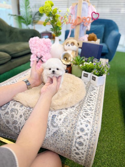 Bichon Frise - Tomy(Female) - Beautiful puppy teacup puppy with adorable features available for adoption from Velydog