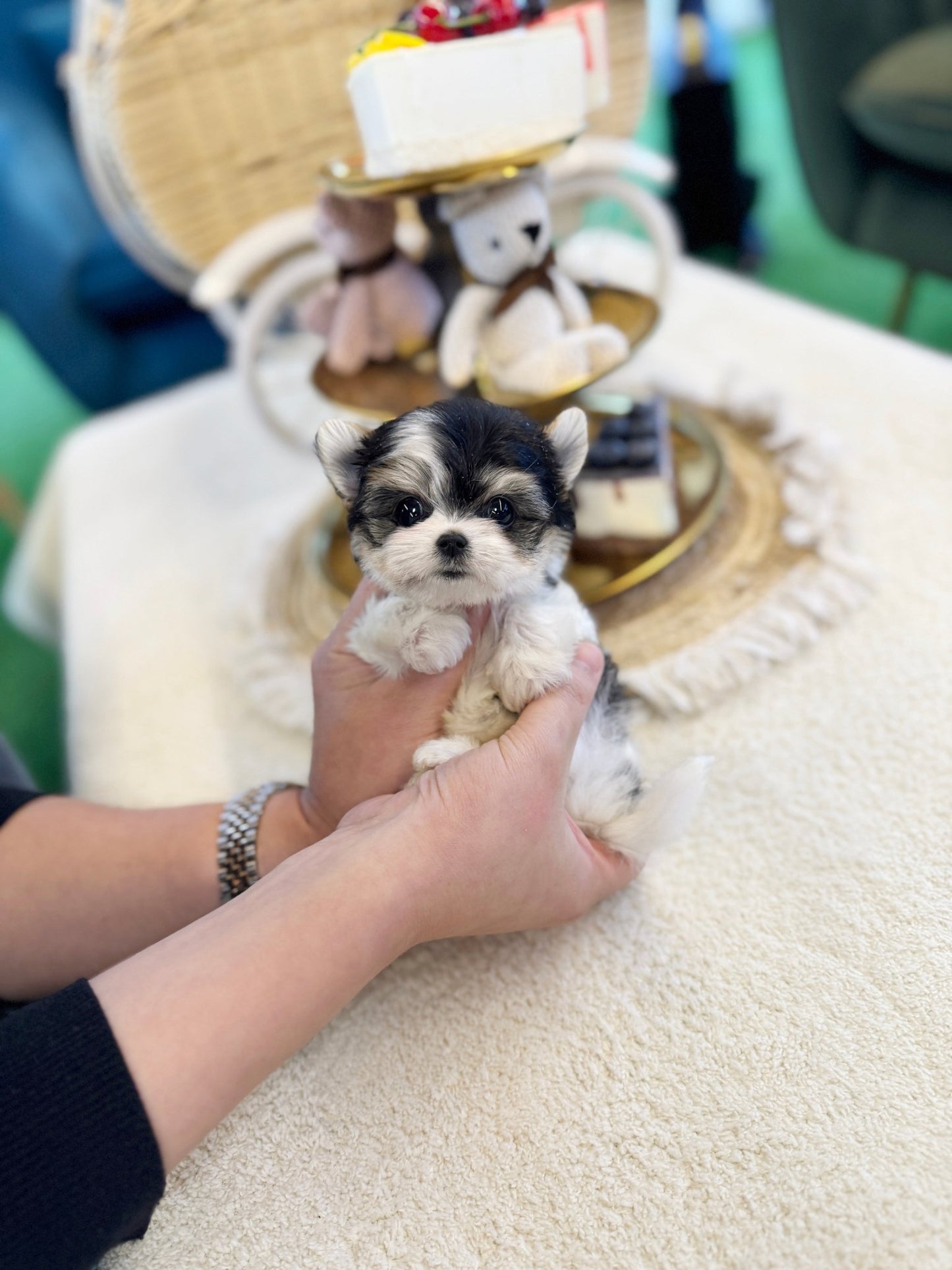 Biewer Terrier - Charles(Male) - Beautiful puppy teacup puppy with adorable features available for adoption from Velydog