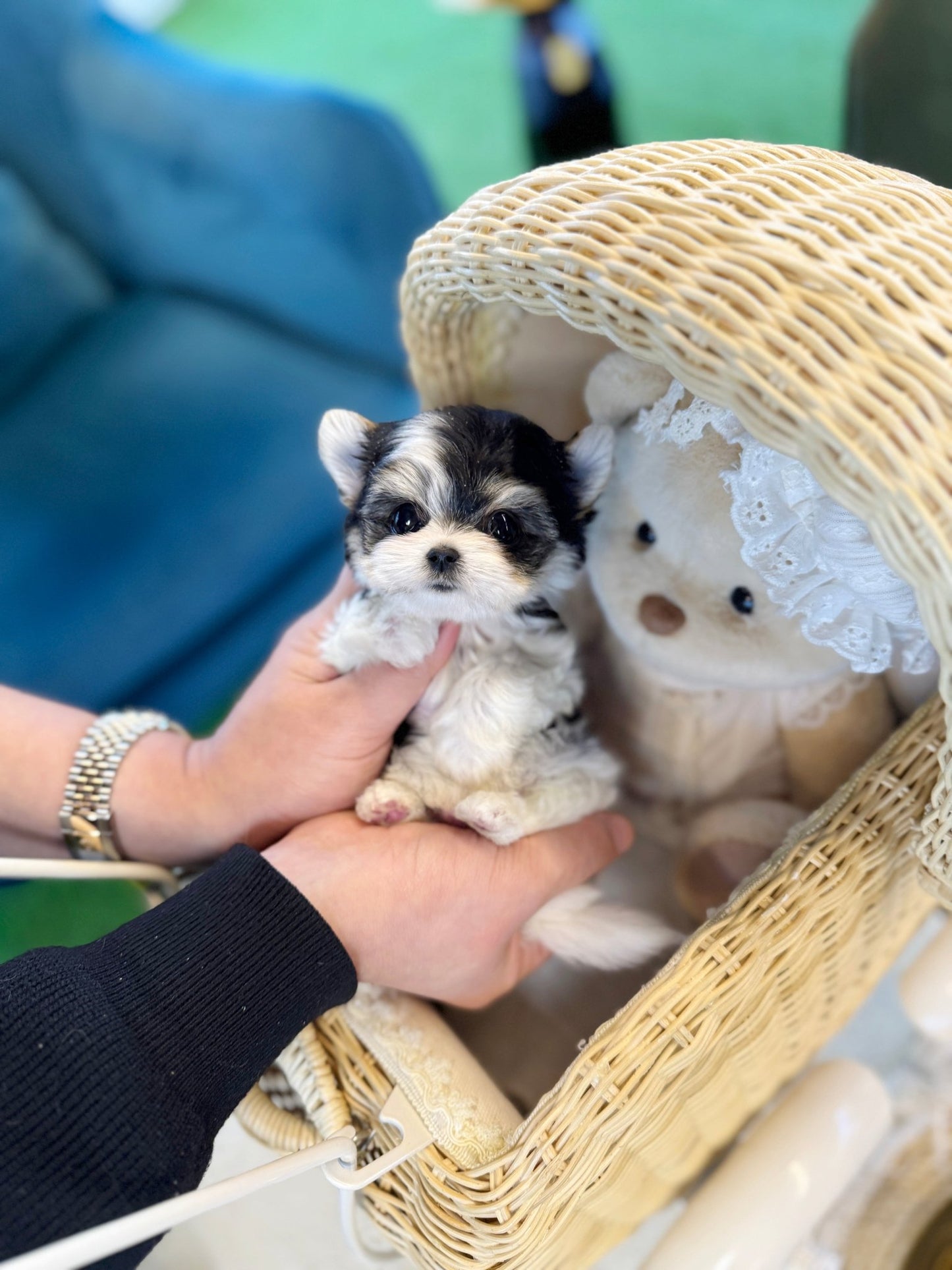 Biewer Terrier - Charles(Male) - Beautiful puppy teacup puppy with adorable features available for adoption from Velydog