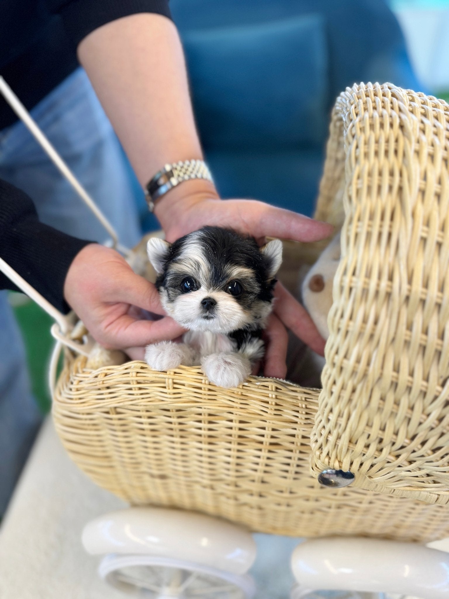 Biewer Terrier - Charles(Male) - Beautiful puppy teacup puppy with adorable features available for adoption from Velydog