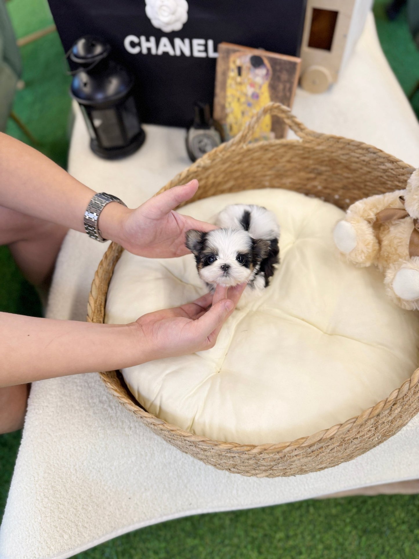 Biewer Terrier - Laco(Male) - Beautiful puppy teacup puppy with adorable features available for adoption from Velydog