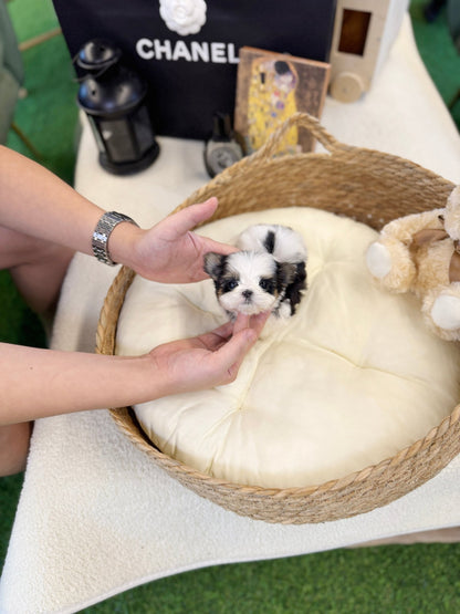 Biewer Terrier - Laco(Male) - Beautiful puppy teacup puppy with adorable features available for adoption from Velydog