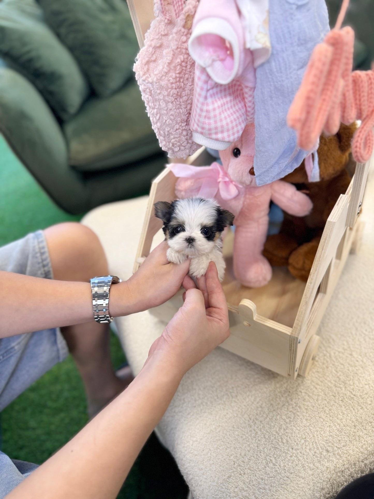 Biewer Terrier - Laco(Male) - Beautiful puppy teacup puppy with adorable features available for adoption from Velydog