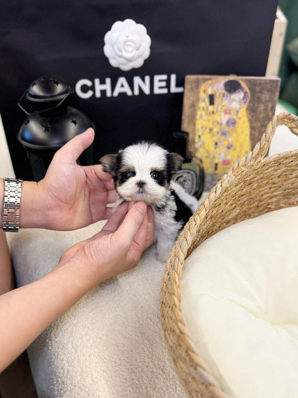Biewer Terrier - Laco(Male) - Beautiful puppy teacup puppy with adorable features available for adoption from Velydog