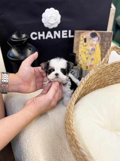 Biewer Terrier - Laco(Male) - Beautiful puppy teacup puppy with adorable features available for adoption from Velydog