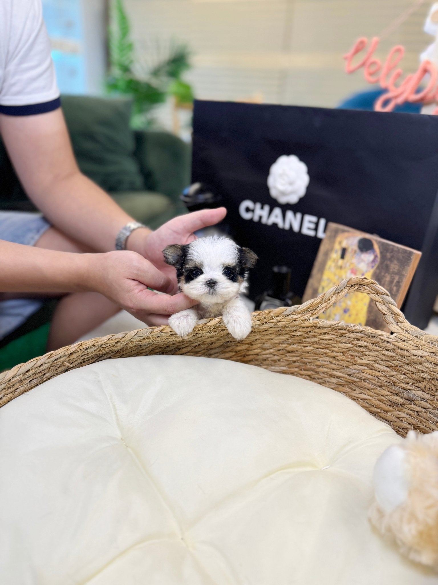 Biewer Terrier - Laco(Male) - Beautiful puppy teacup puppy with adorable features available for adoption from Velydog