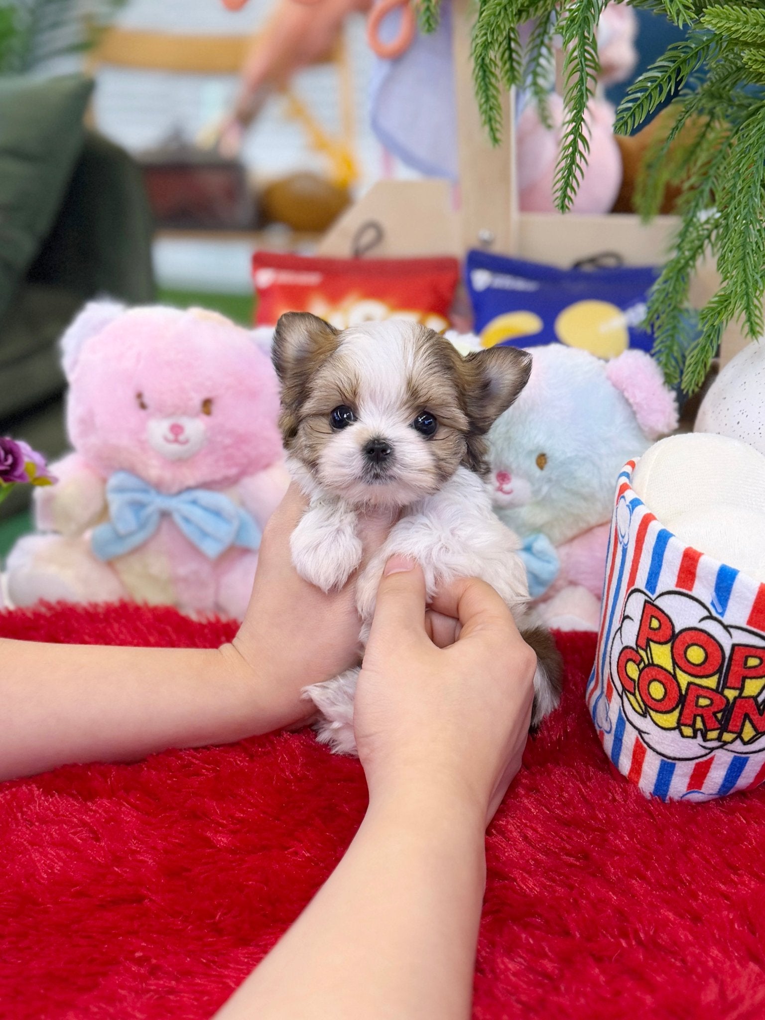Biewer Terrier - Loti(Female) - Beautiful puppy teacup puppy with adorable features available for adoption from Velydog