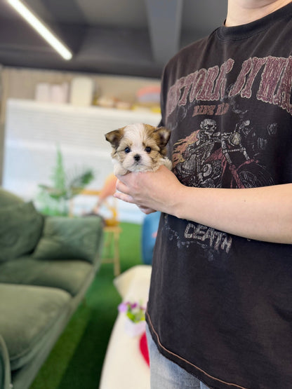 Biewer Terrier - Loti(Female) - Beautiful puppy teacup puppy with adorable features available for adoption from Velydog