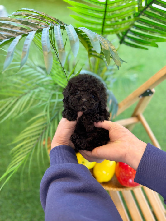 Black Poodle - Noodle(Female) - Beautiful puppy teacup puppy with adorable features available for adoption from Velydog