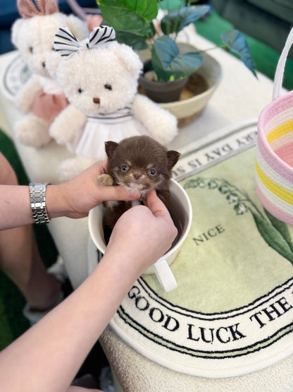 Chihuahua - Bori(Female) - Beautiful puppy teacup puppy with adorable features available for adoption from Velydog