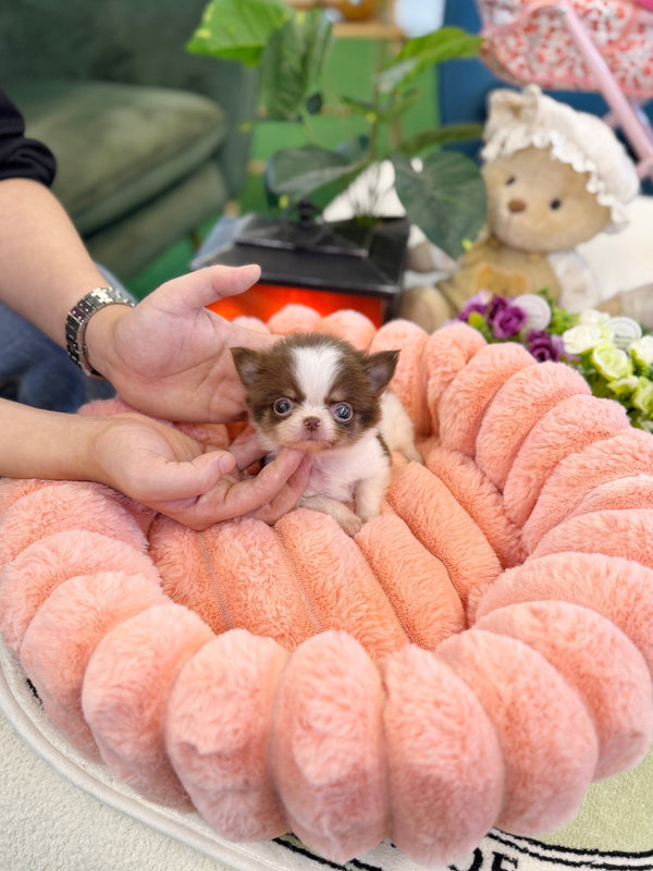 Chihuahua - Ellie(Female) - Beautiful puppy teacup puppy with adorable features available for adoption from Velydog