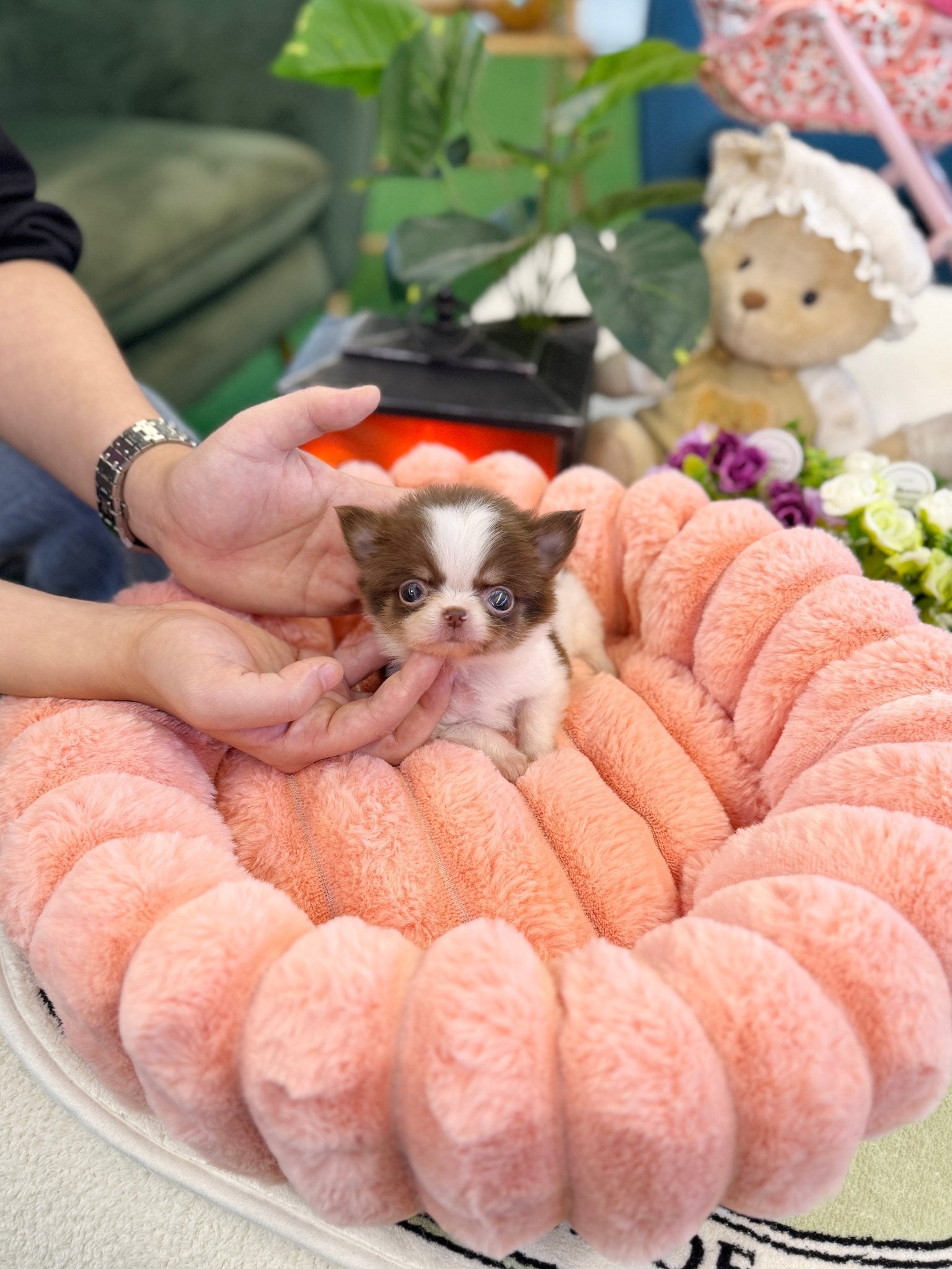 Chihuahua - Ellie(Female) - Beautiful puppy teacup puppy with adorable features available for adoption from Velydog