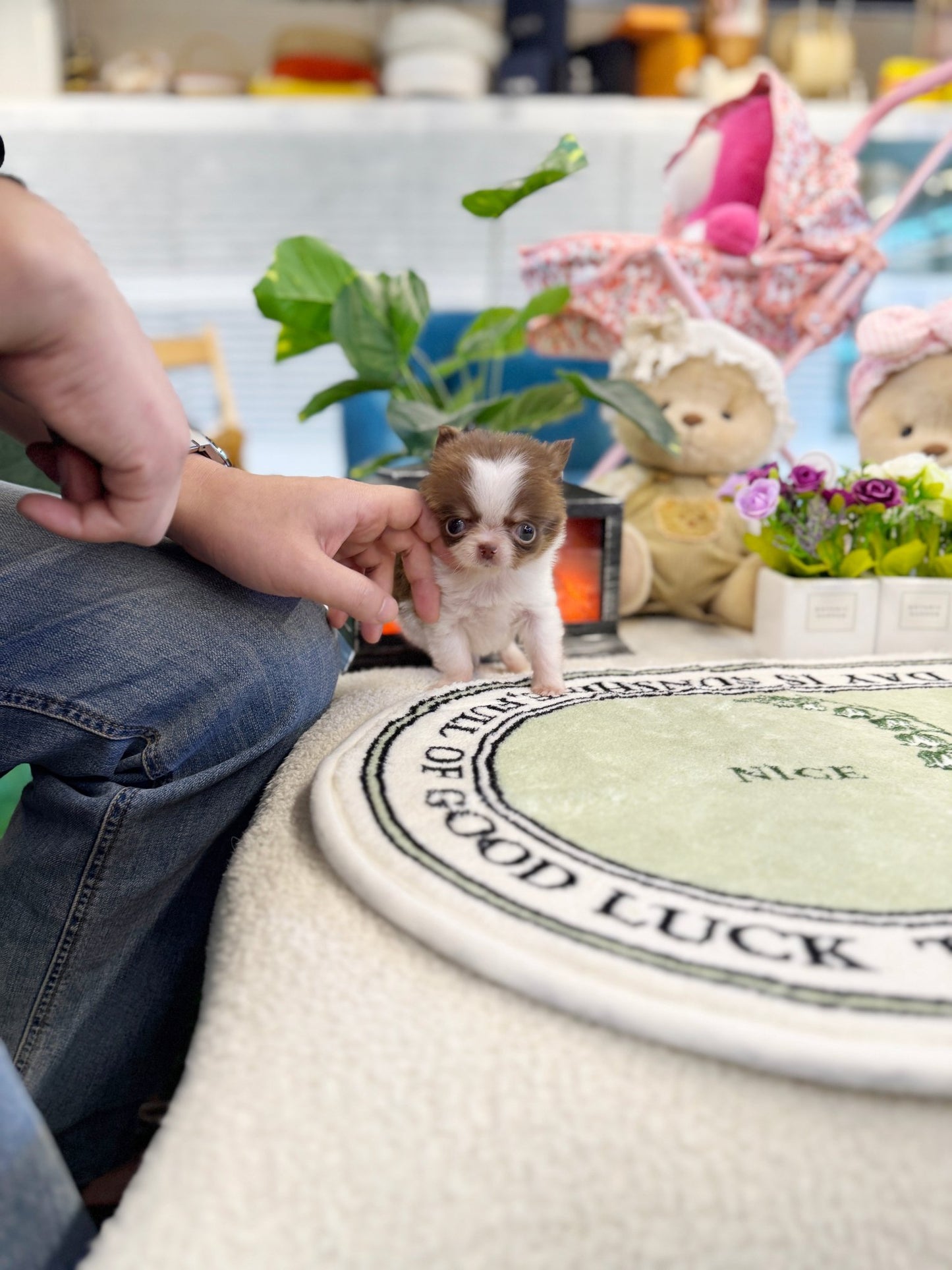 Chihuahua - Ellie(Female) - Beautiful puppy teacup puppy with adorable features available for adoption from Velydog