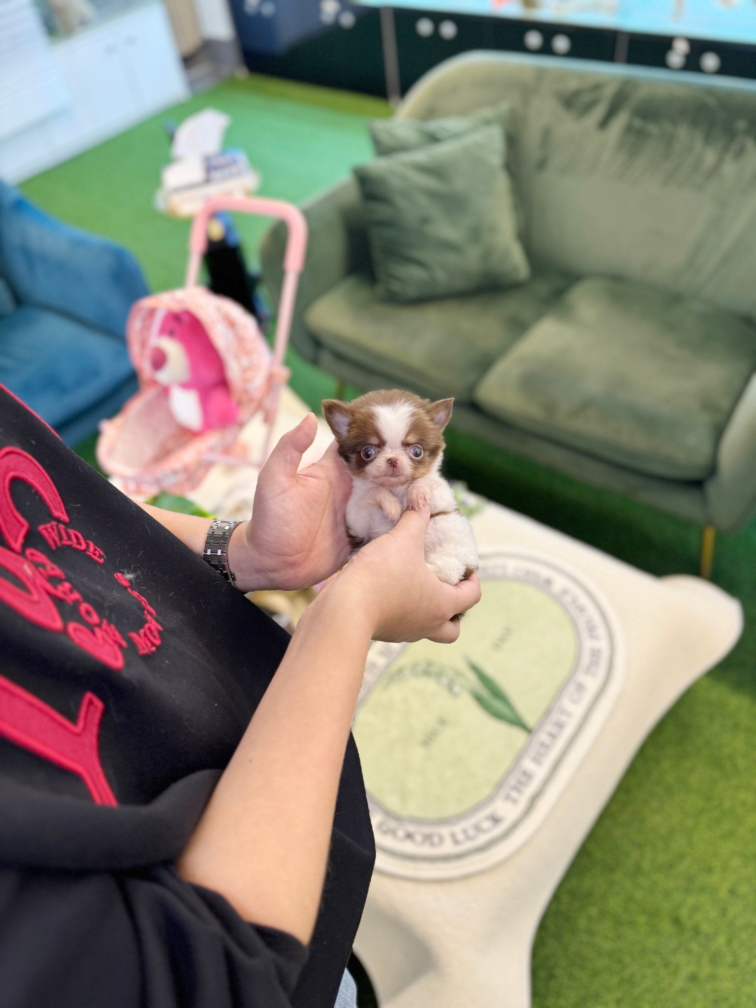 Chihuahua - Ellie(Female) - Beautiful puppy teacup puppy with adorable features available for adoption from Velydog