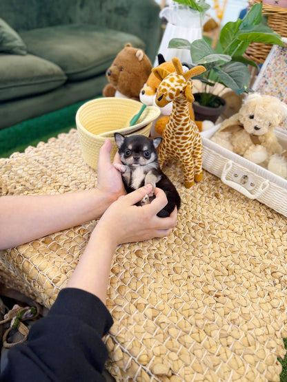 Chihuahua - Gizmo(Male) - Beautiful puppy teacup puppy with adorable features available for adoption from Velydog