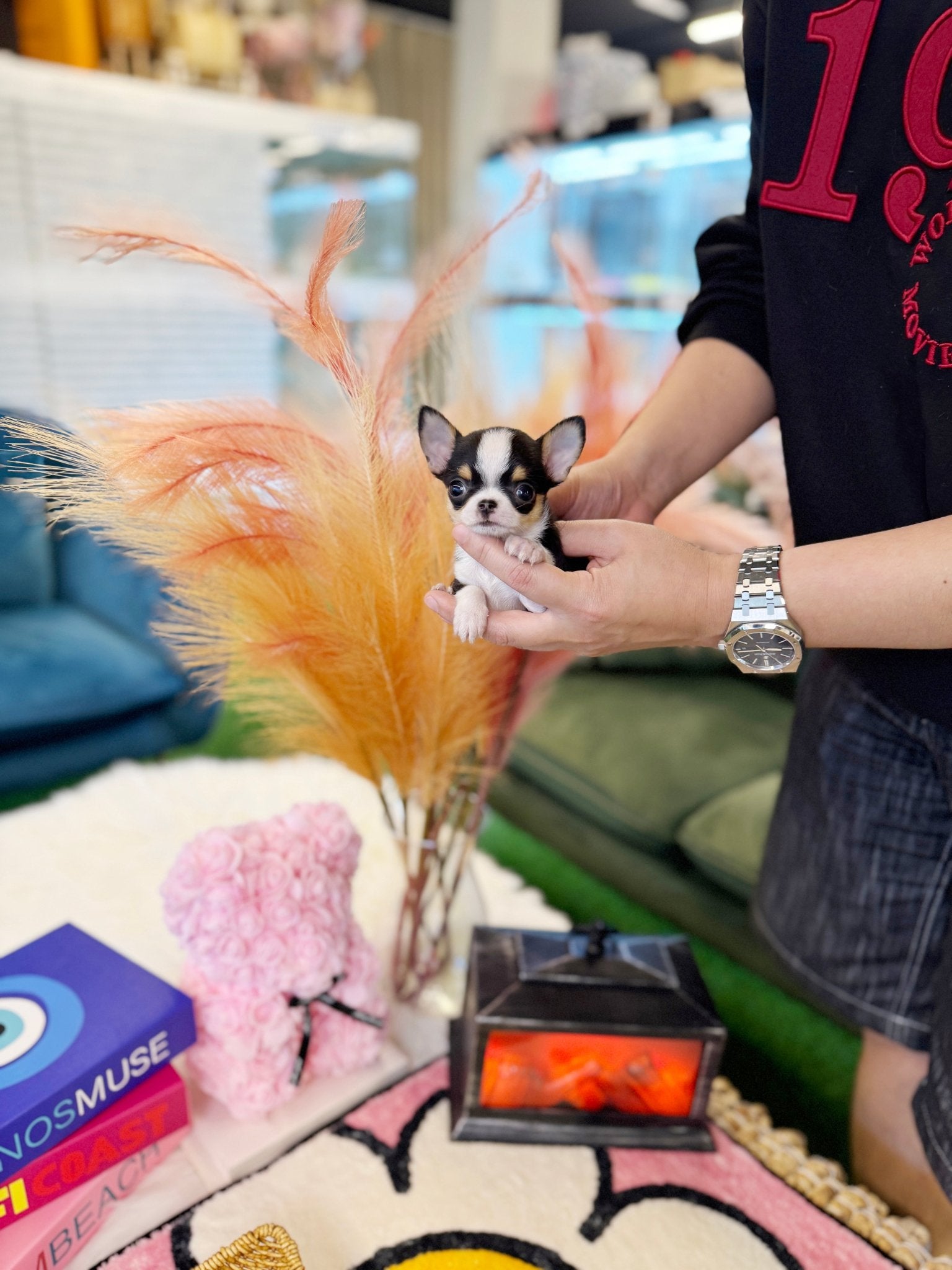 Chihuahua - Jukey(Female) - Beautiful puppy teacup puppy with adorable features available for adoption from Velydog