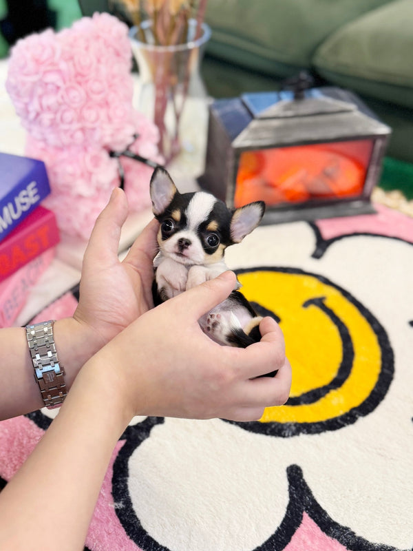 Chihuahua - Jukey(Female) - Beautiful puppy teacup puppy with adorable features available for adoption from Velydog