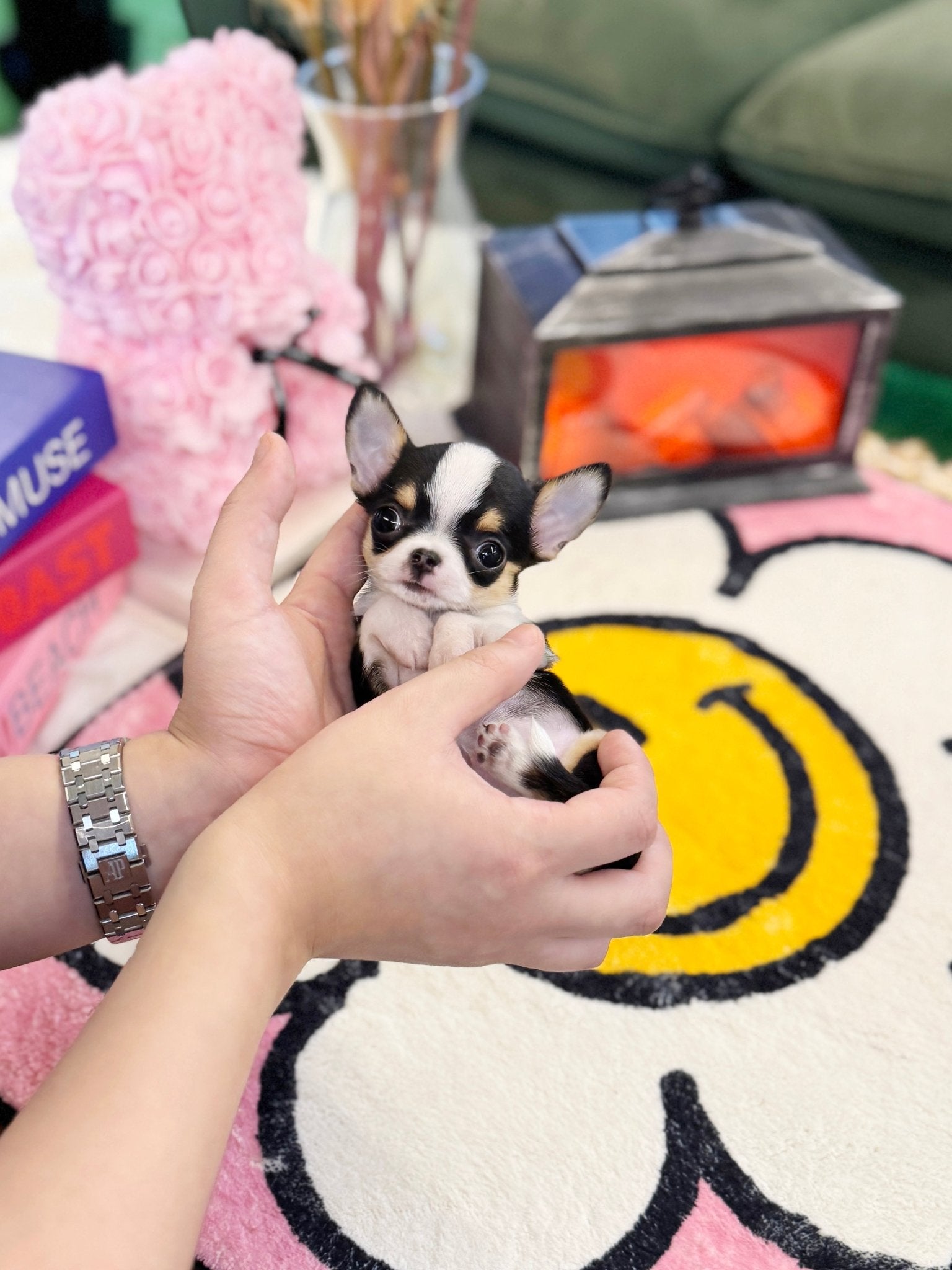 Chihuahua - Jukey(Female) - Beautiful puppy teacup puppy with adorable features available for adoption from Velydog