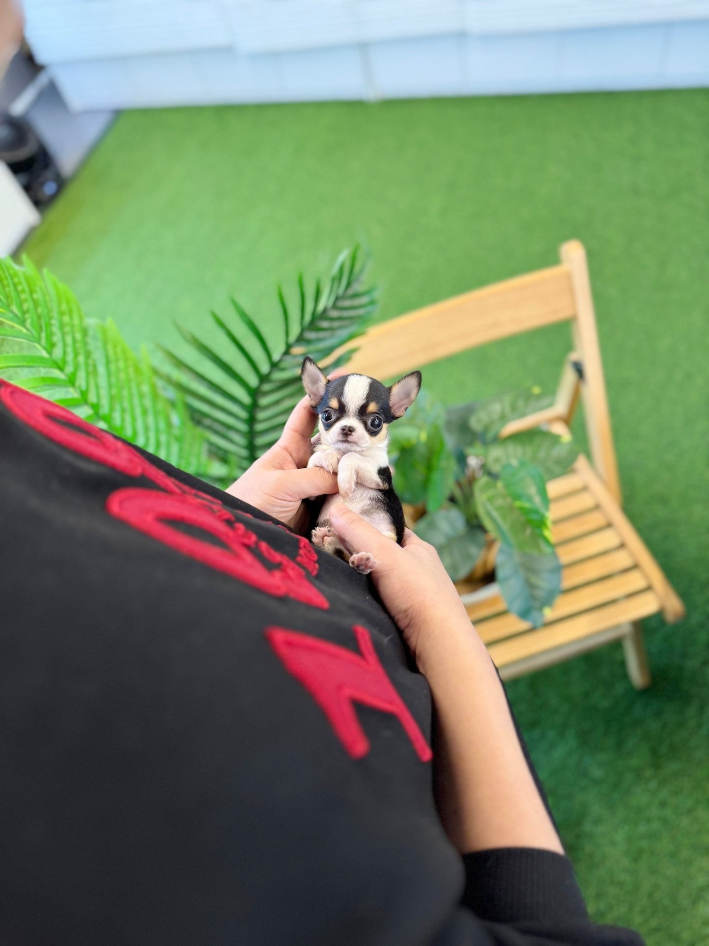 Chihuahua - Jukey(Female) - Beautiful puppy teacup puppy with adorable features available for adoption from Velydog
