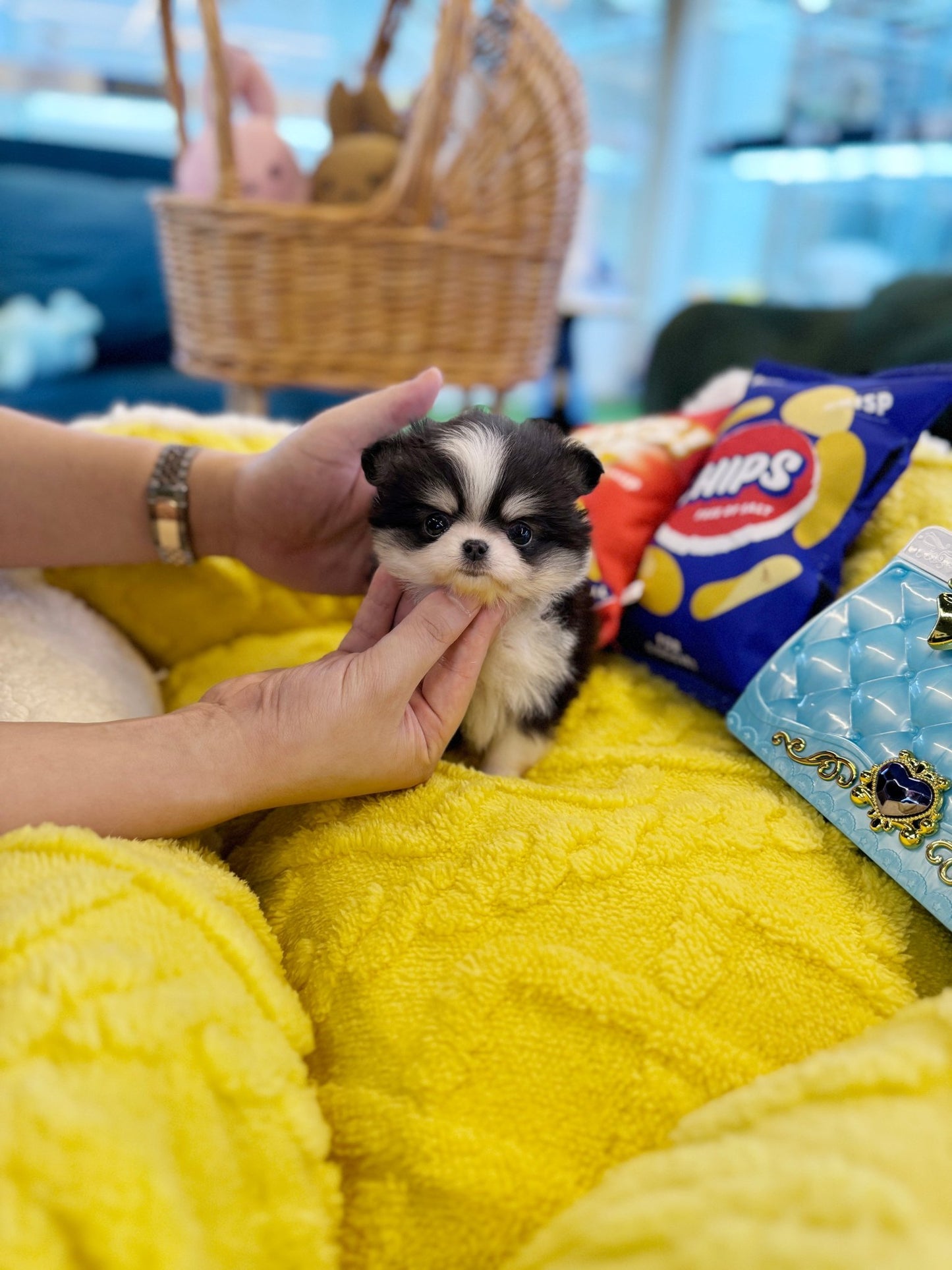 Chihuahua - Loha(Female) - Beautiful puppy teacup puppy with adorable features available for adoption from Velydog