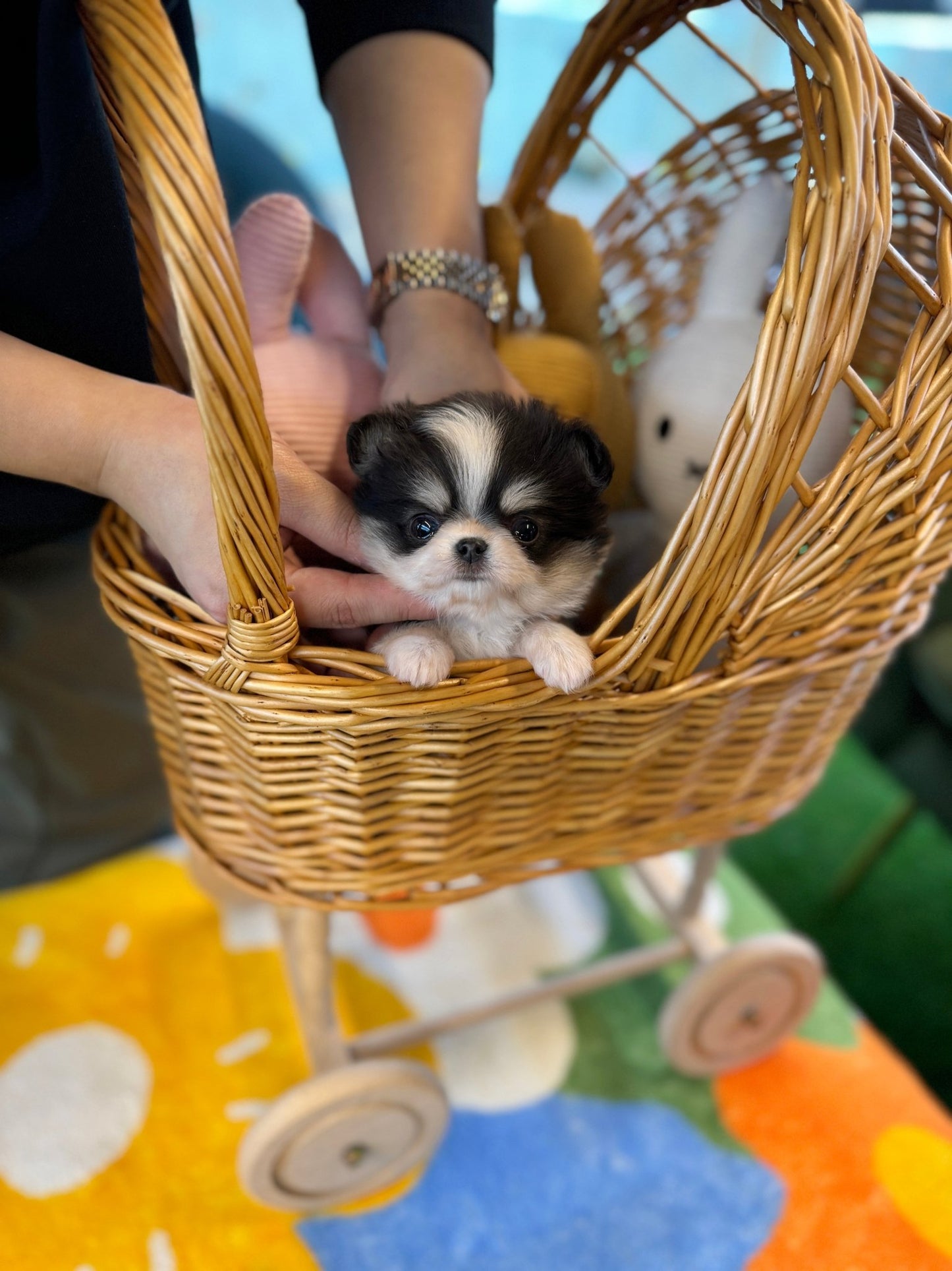 Chihuahua - Loha(Female) - Beautiful puppy teacup puppy with adorable features available for adoption from Velydog