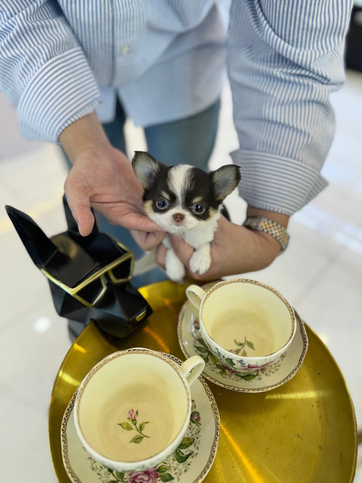 Chihuahua - Losa(Female) - Beautiful puppy teacup puppy with adorable features available for adoption from Velydog