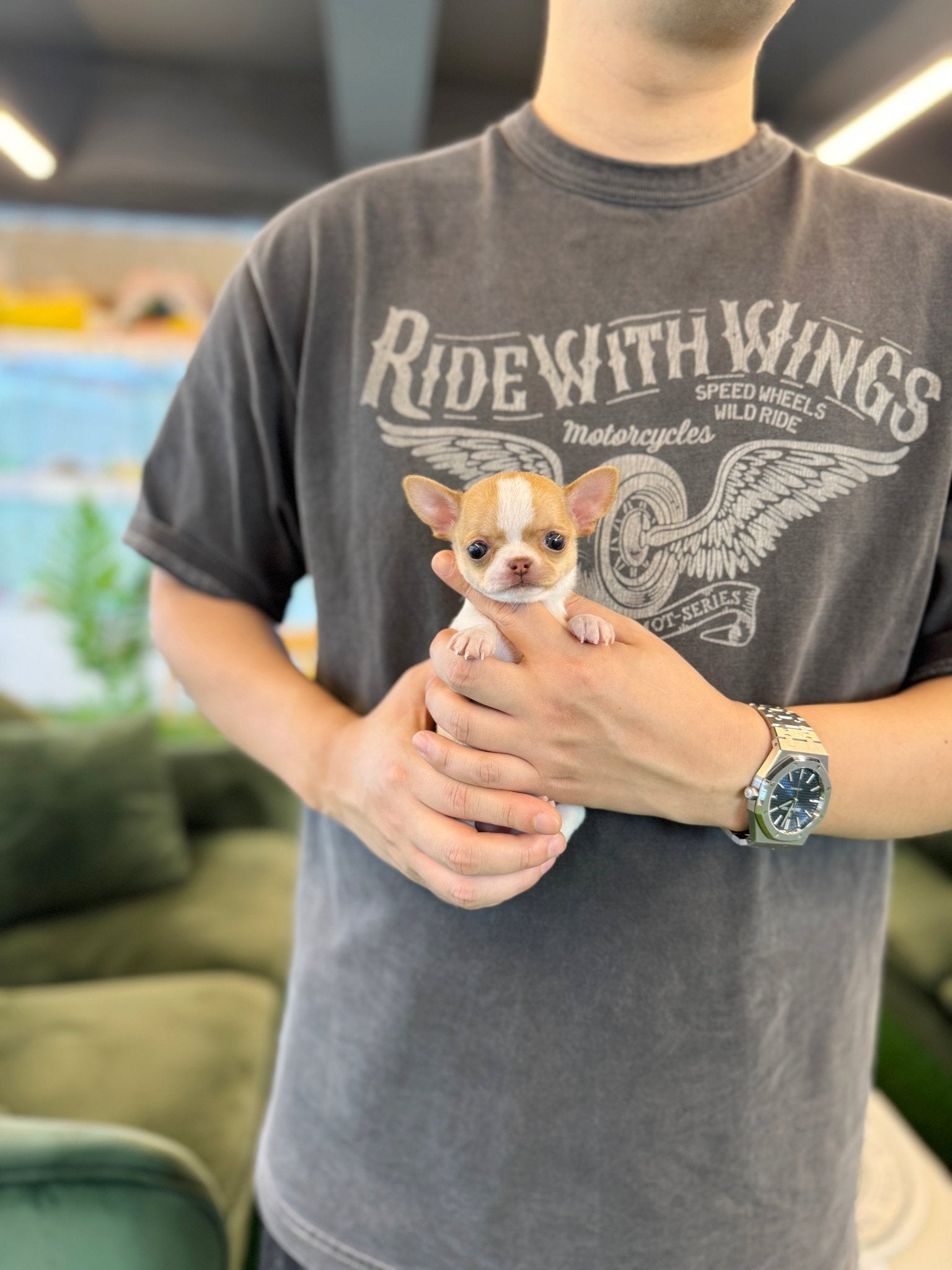 Chihuahua - Mira(Female) - Beautiful puppy teacup puppy with adorable features available for adoption from Velydog