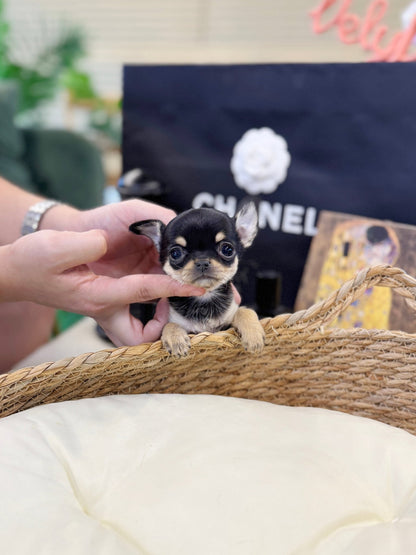 Chihuahua - Piana(Female) - Beautiful puppy teacup puppy with adorable features available for adoption from Velydog