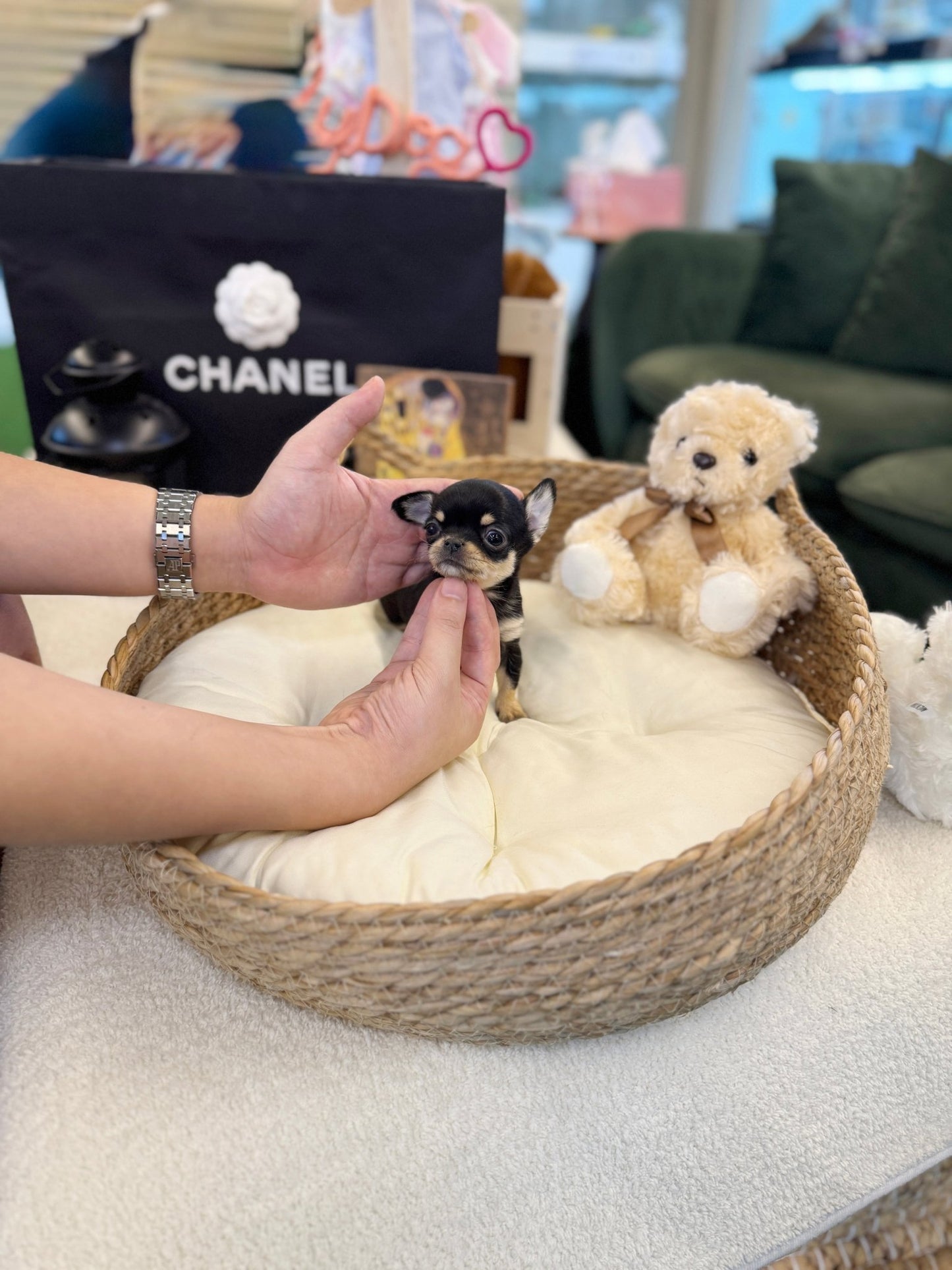 Chihuahua - Piana(Female) - Beautiful puppy teacup puppy with adorable features available for adoption from Velydog