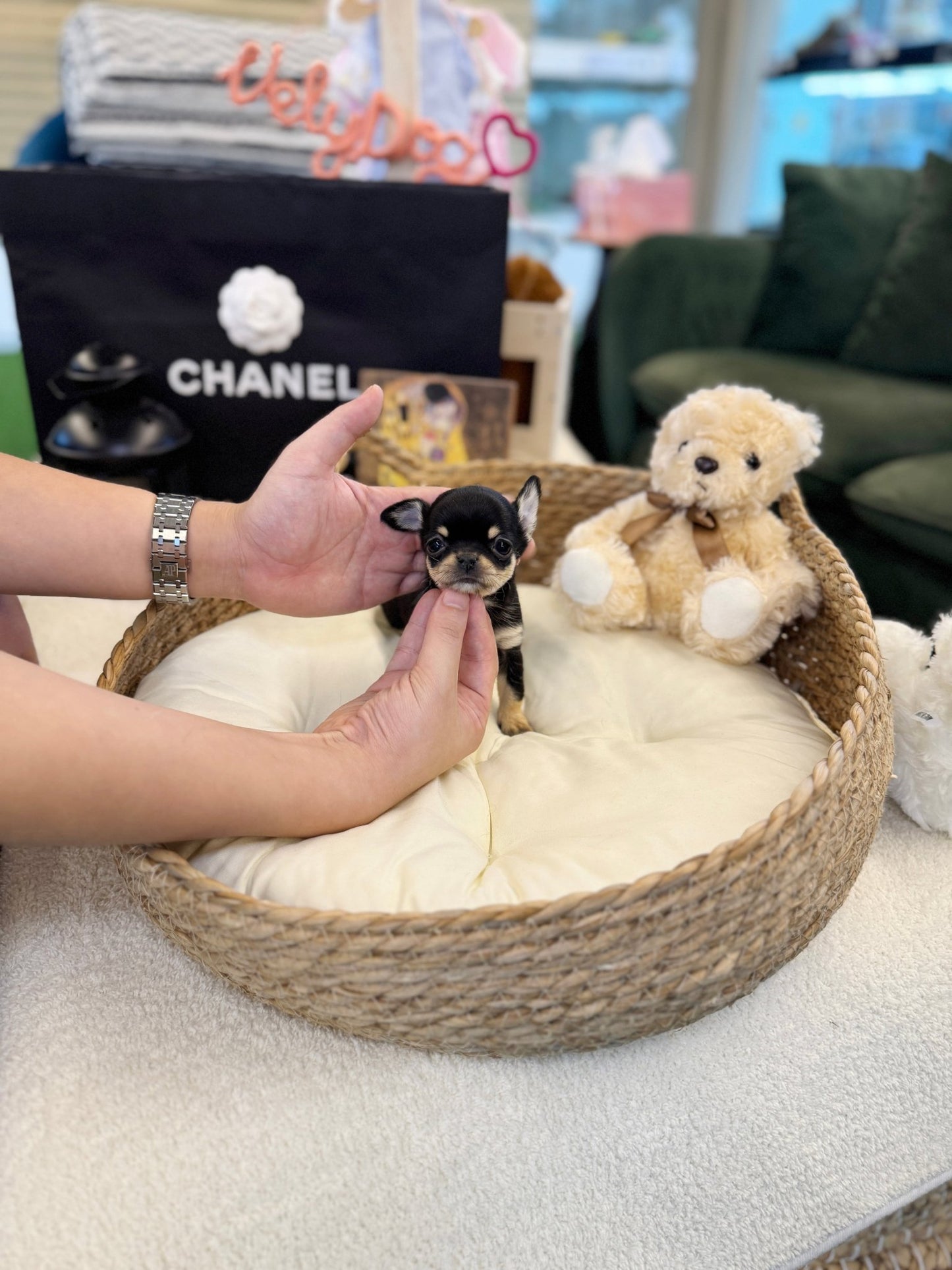 Chihuahua - Piana(Female) - Beautiful puppy teacup puppy with adorable features available for adoption from Velydog