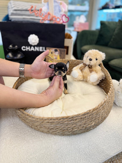 Chihuahua - Piana(Female) - Beautiful puppy teacup puppy with adorable features available for adoption from Velydog